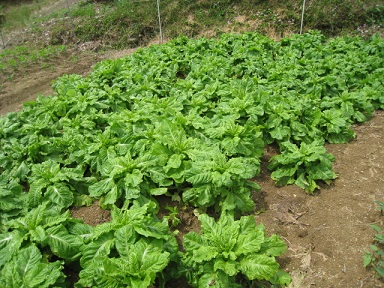 IMG_0037縮小 - コピー.jpg