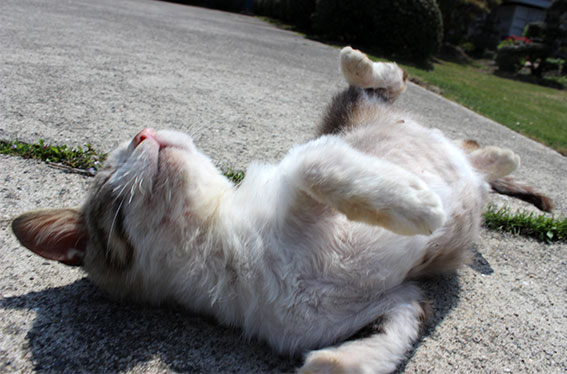 我が家のニャンコ♪2014/04/22-2