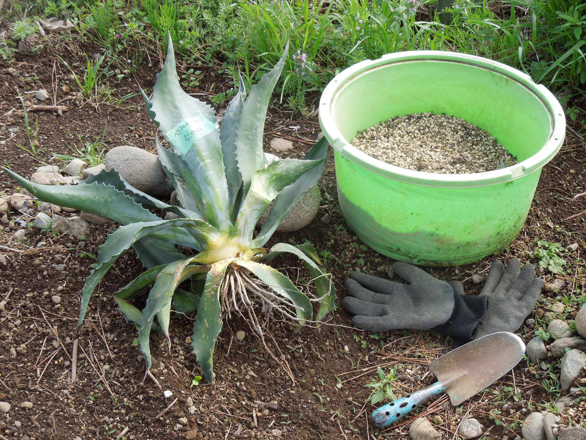 サルミアナ・フェロックス”ベルビル”(Agave salmiana v.ferox