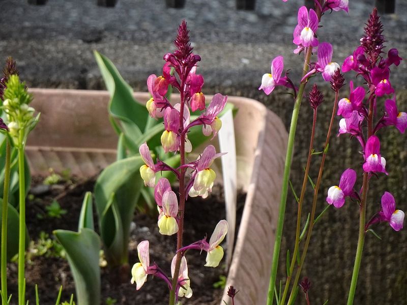 3月22日 今日の一花 その２ リナリア 姫金魚草 Gazengamaのブログ 散歩中に出合った花と趣味の陶芸作品 楽天ブログ