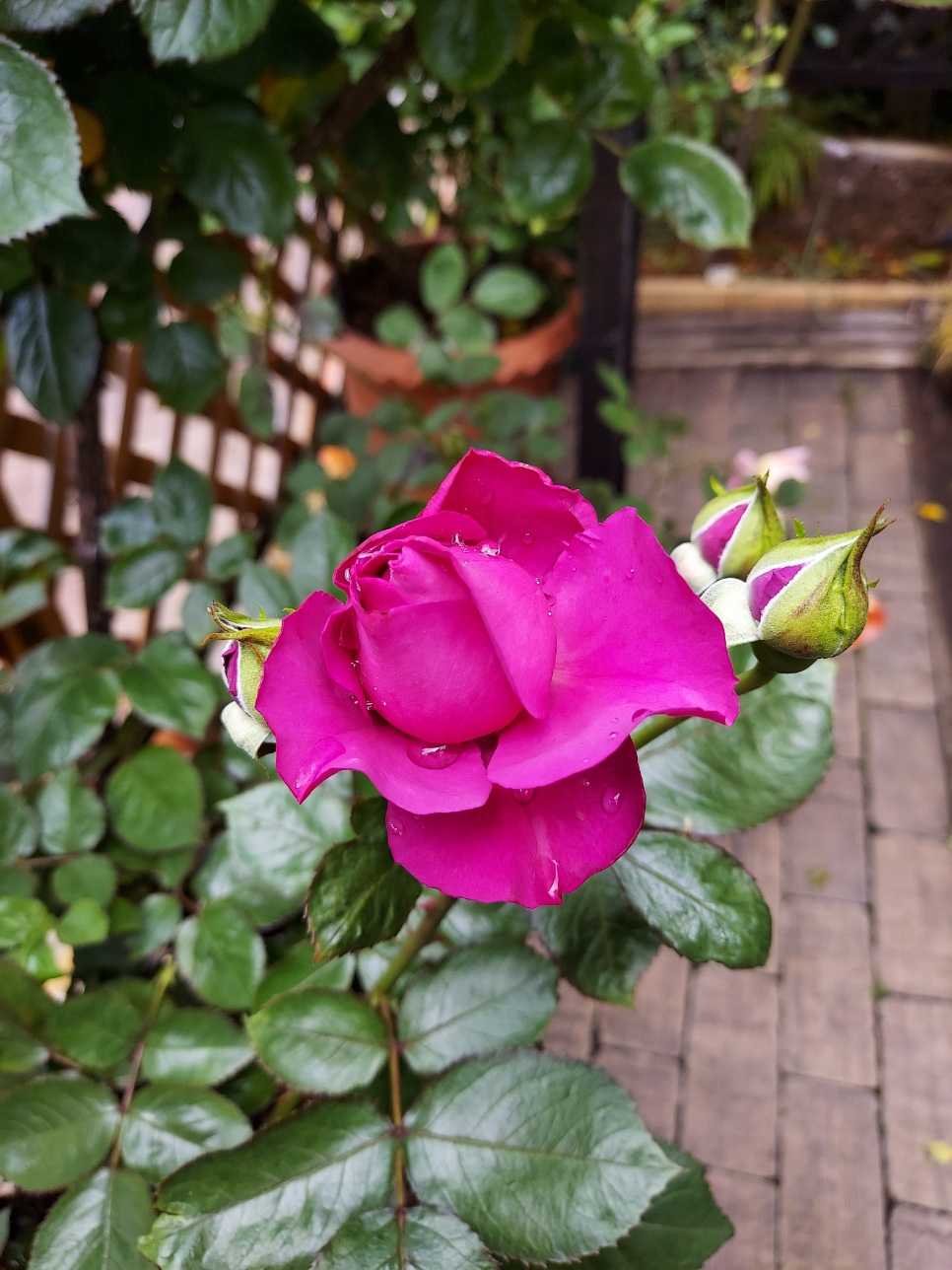 ︎咲き始めた薔薇たち(๑╹ω╹๑ ) ︎ | 薔薇のお庭に憧れて‥ - 楽天ブログ