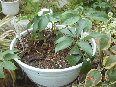 DSC00884.JPG