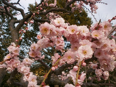 なばなの里　梅園