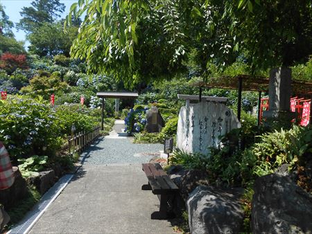 花のお寺「本勝寺」の紫陽花