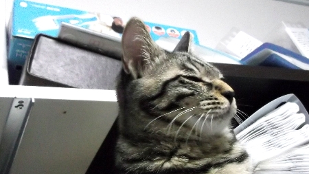 すずひめ　12月19日　プリンター上睡眠.jpg