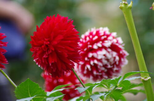 神代植物公園のダリア