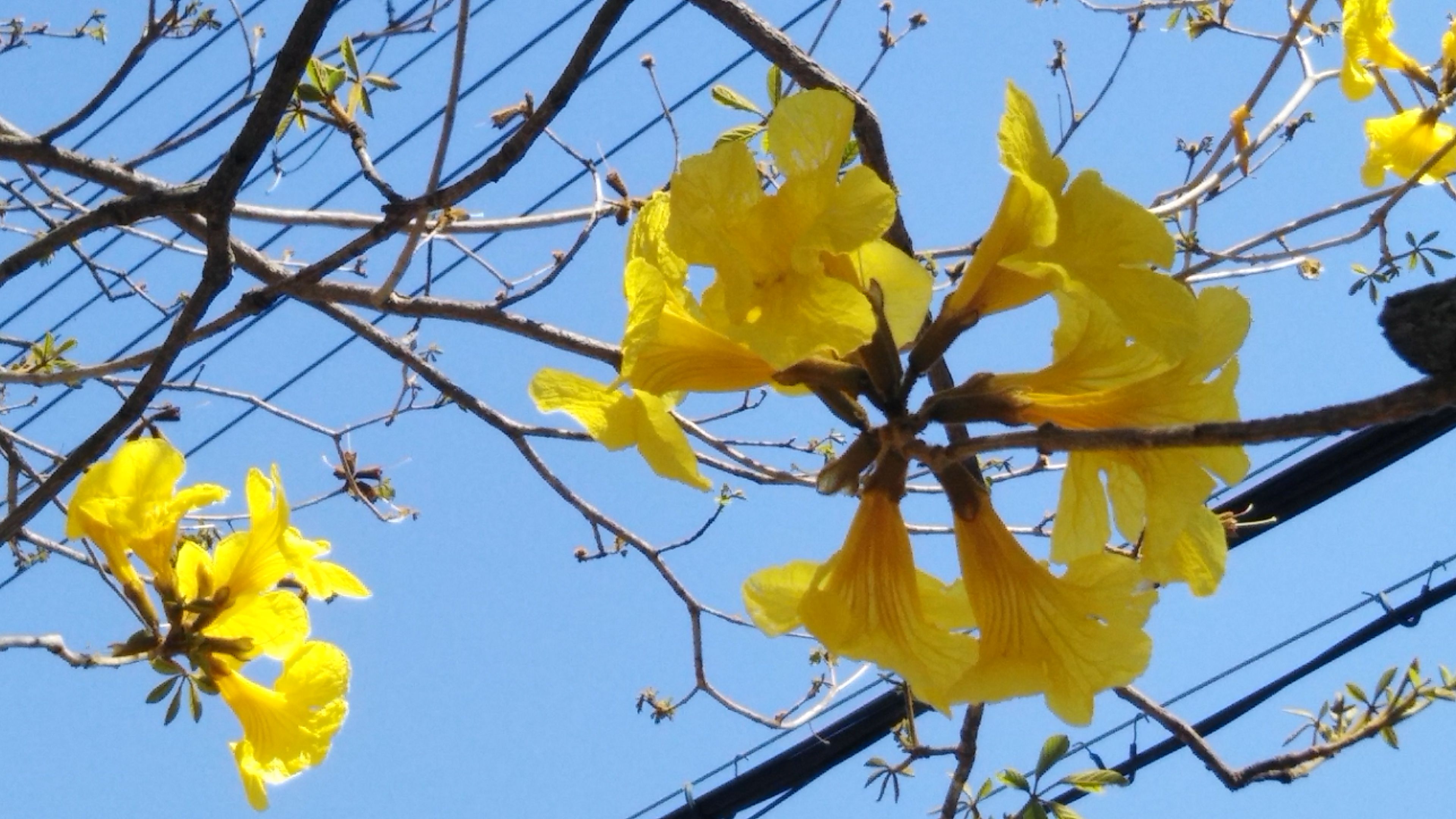 黄色い花木 イペーはブラジルの国花 夢みるきのこ 楽天ブログ
