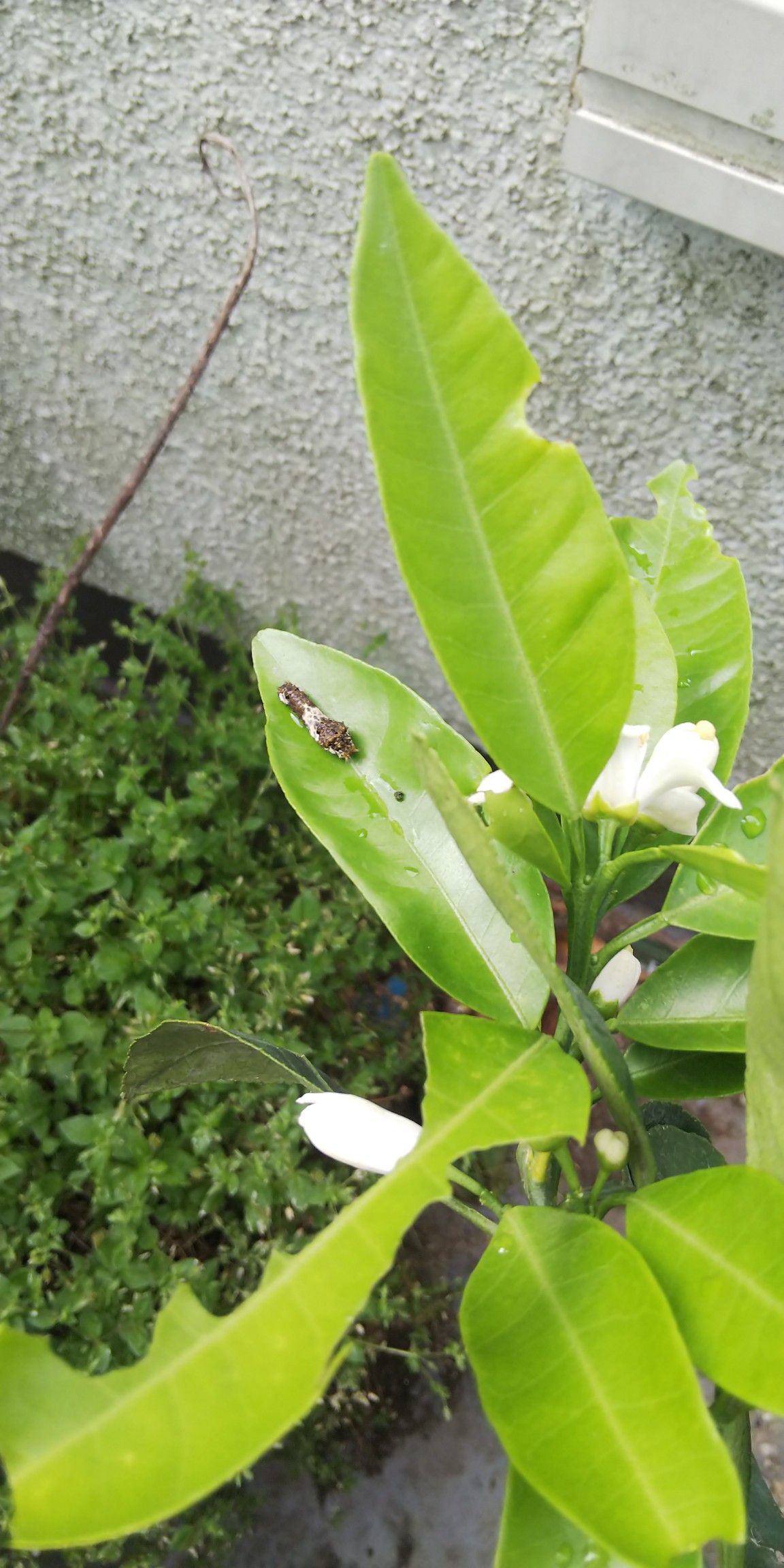 みかんの葉に芋虫 かきざき3のベランダ鉢植えの記録 楽天ブログ みかんの葉に芋虫 かきざき3のベランダ鉢植えの記録 楽天ブログ