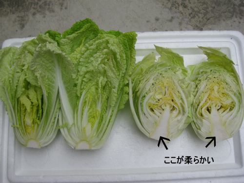 s白菜を切ってみた文字入り.jpg