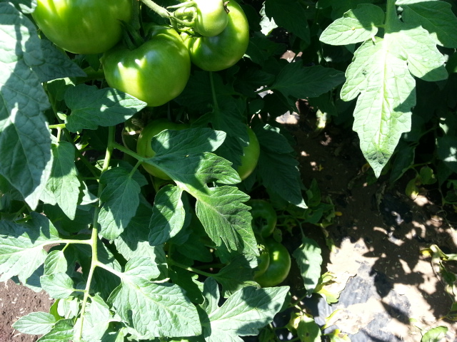 20160618トマト.jpg