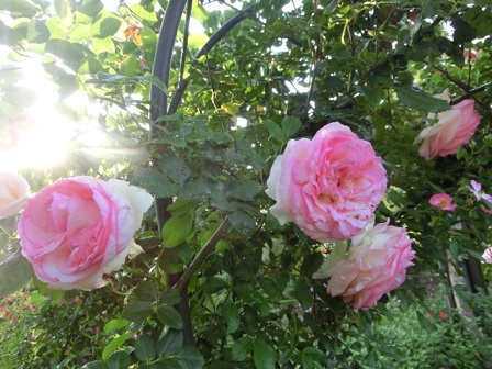 ピエールドゥロンサール