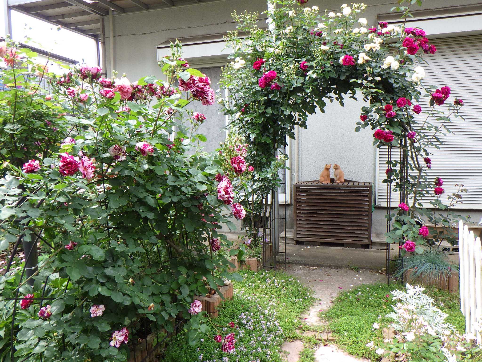 庭全体がバラで華やかに バラを咲かせることが好き 楽天ブログ