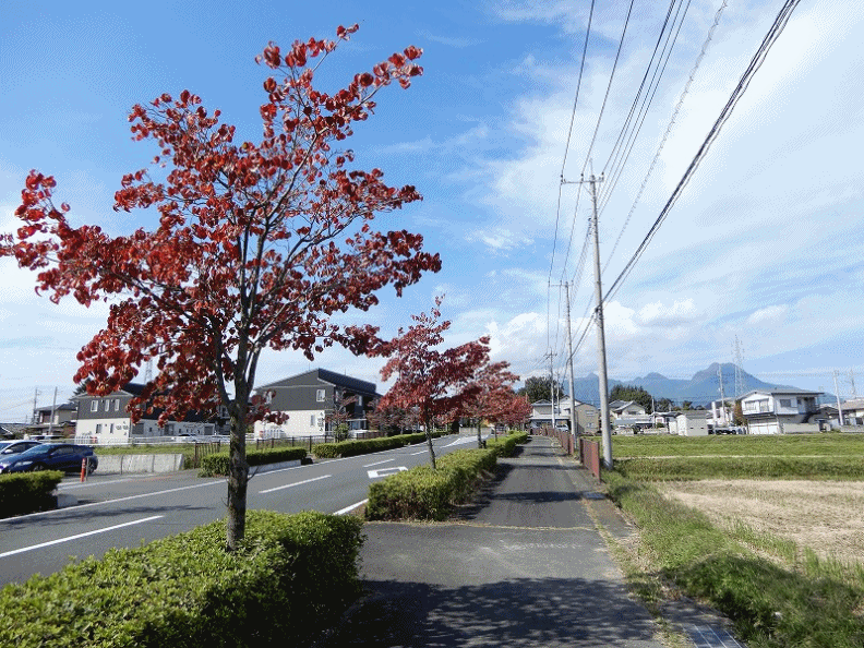 アメリカハナミズキの紅葉が終った。 | 私のブログ（田舎の自由人） - 楽天ブログ