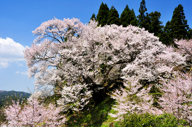 桜４