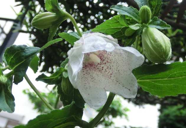 庭の花 ホタルブクロ 水彩楽描きノート 楽天ブログ