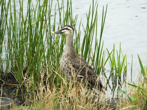 小池公園にて