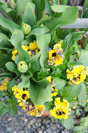 ちっぴーＨ22.29 012.jpg