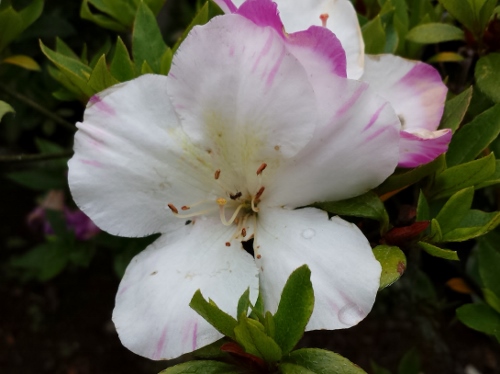 20150609_150523 (500x374).jpg