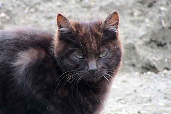 我が家のニャンコ♪2016/2/24-2