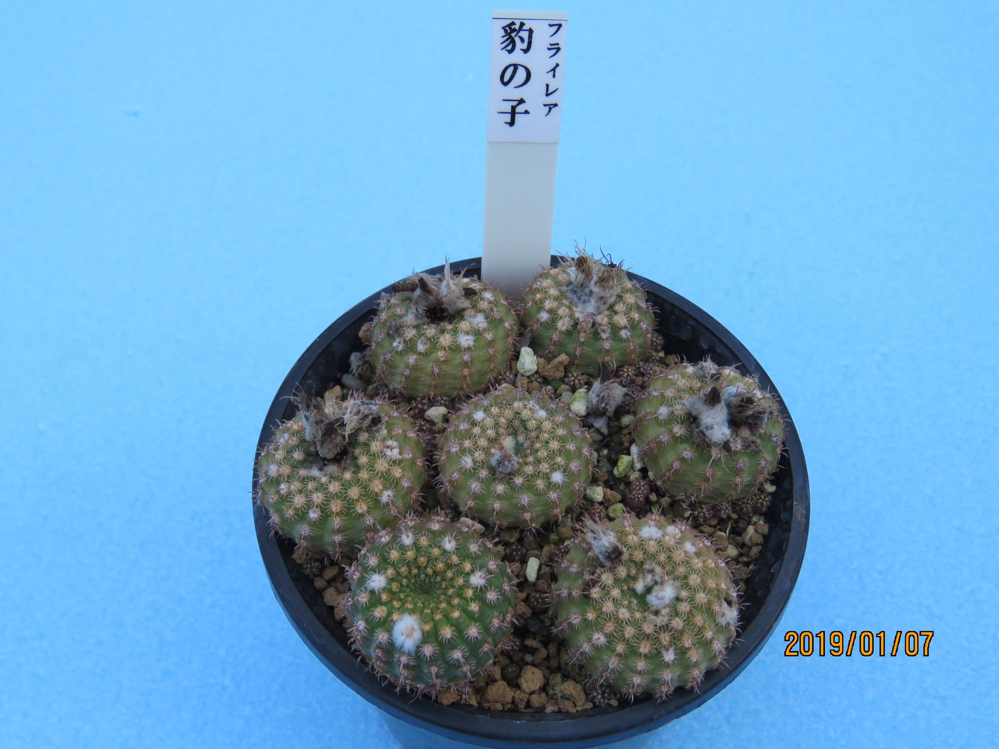 フライレア属 いらっしゃい豹の子 | びびるタニサボ達 - 楽天ブログ