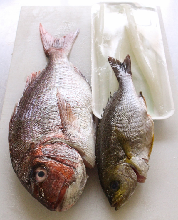 鯛　イサキ　ケンサキイカ.jpg