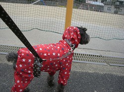 雨のお散歩2