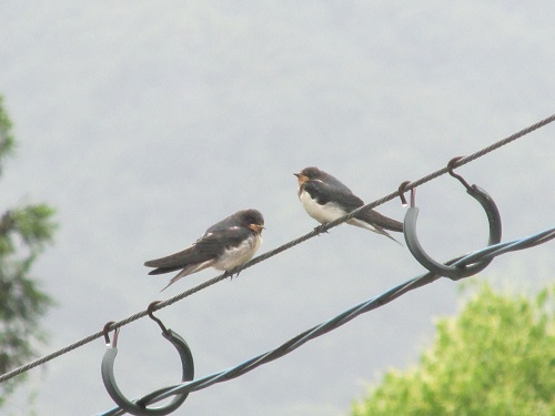 野鳥のひな