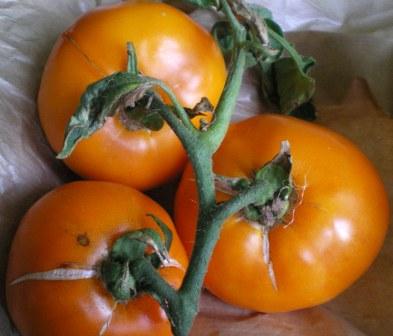 tomates.jpg