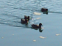 rblog-20140124135838-01.png