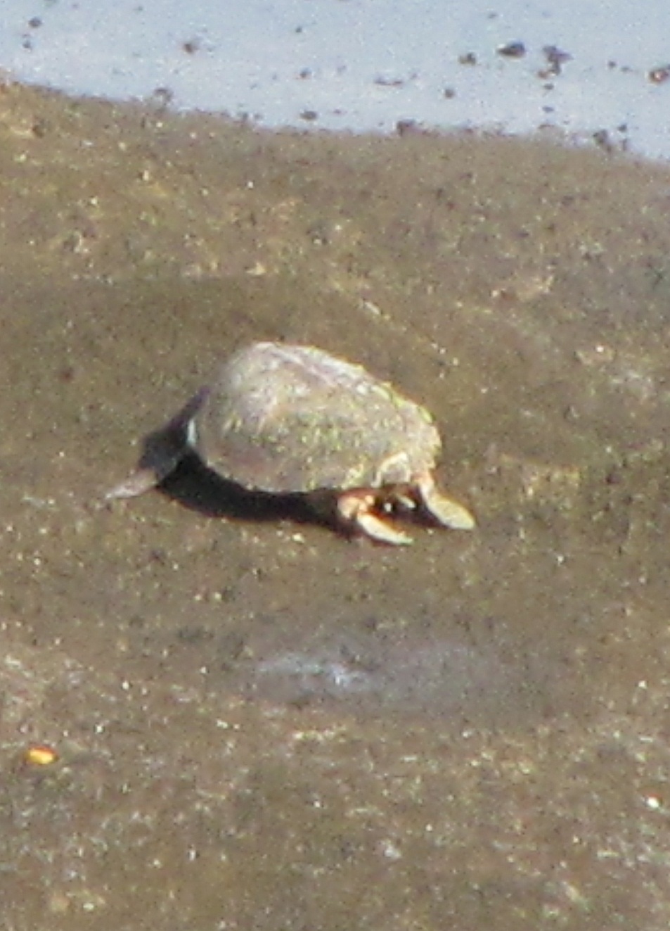 taimai