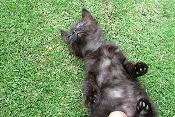 我が家のニャンコ♪2016/07/12-4