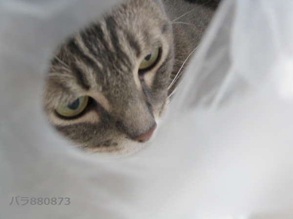 IMG_0189 - コピー.JPG