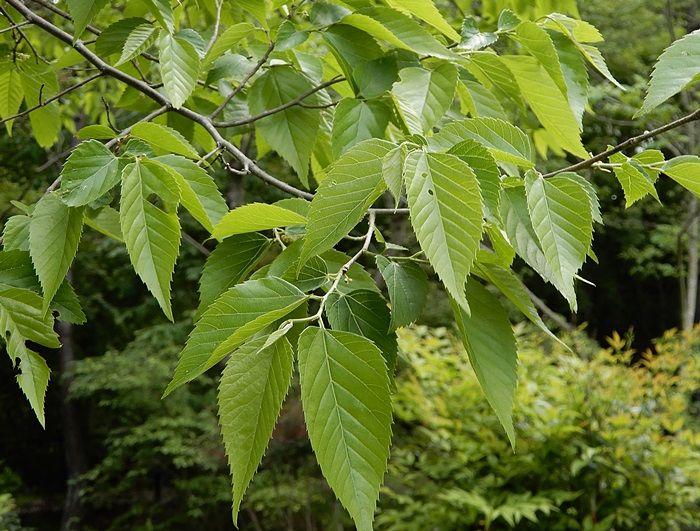 森林植物園訪問 百十三回目 その4 薬樹園～外周路 | ジュラのお散歩花日記 - 楽天ブログ