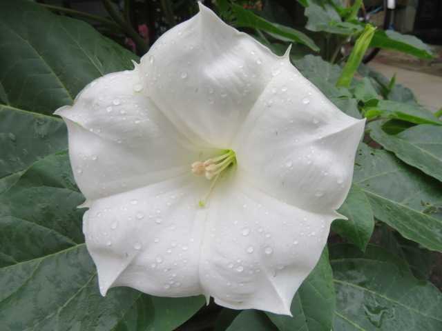 ダチュラ 印度浜木綿 インドハマユウ ユリ 3種類 写真あり 私の好きな花 楽天ブログ