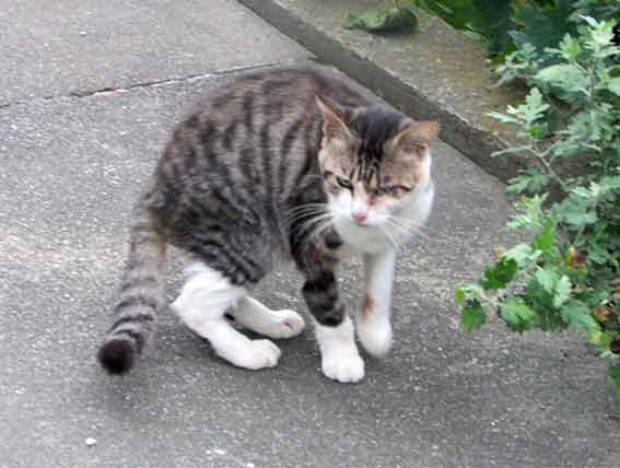 我が家のニャンコ♪2015/9/16-2