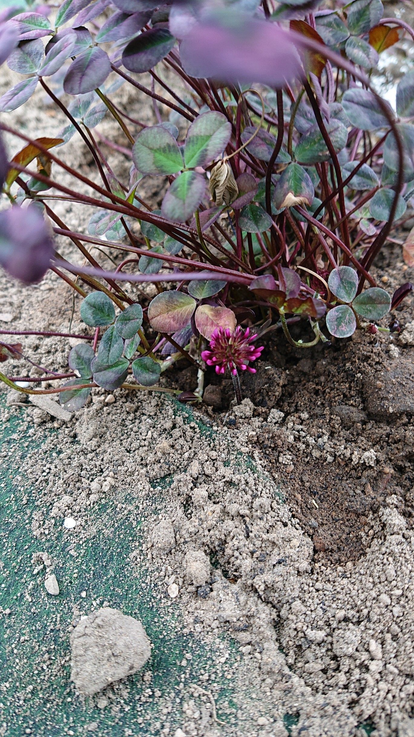 アジサイとクローバー植え付け カエルぽこぽこの庭作り 楽天ブログ