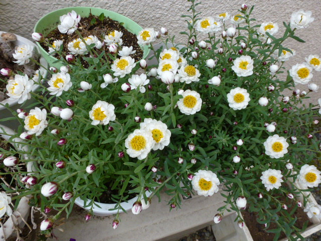 263 花簪
