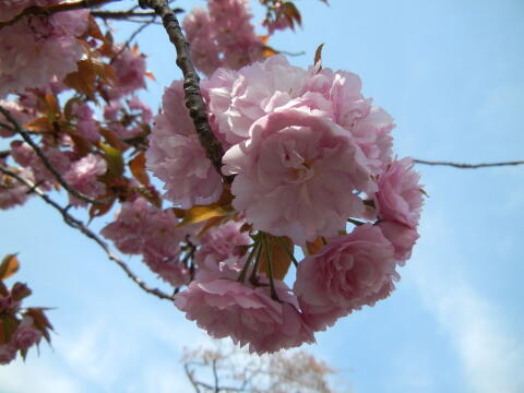 池上本門寺周辺の八重桜