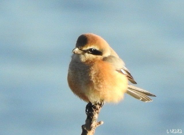 モズ（百舌鳥）♂＿ふわふわの毛玉みたいで・・・暖かそう！！ | いねねの趣味三昧（昆虫・野鳥・古寺巡り・読書・木工・語学など） - 楽天ブログ