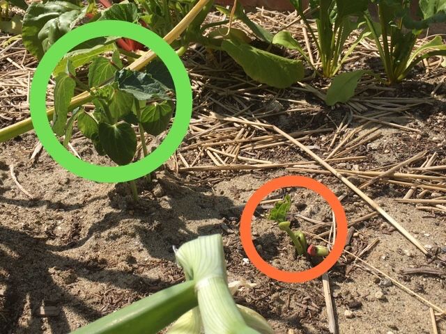 きゅうりの脇芽かきと豆類の発芽 ちょびの一坪菜園 楽天ブログ