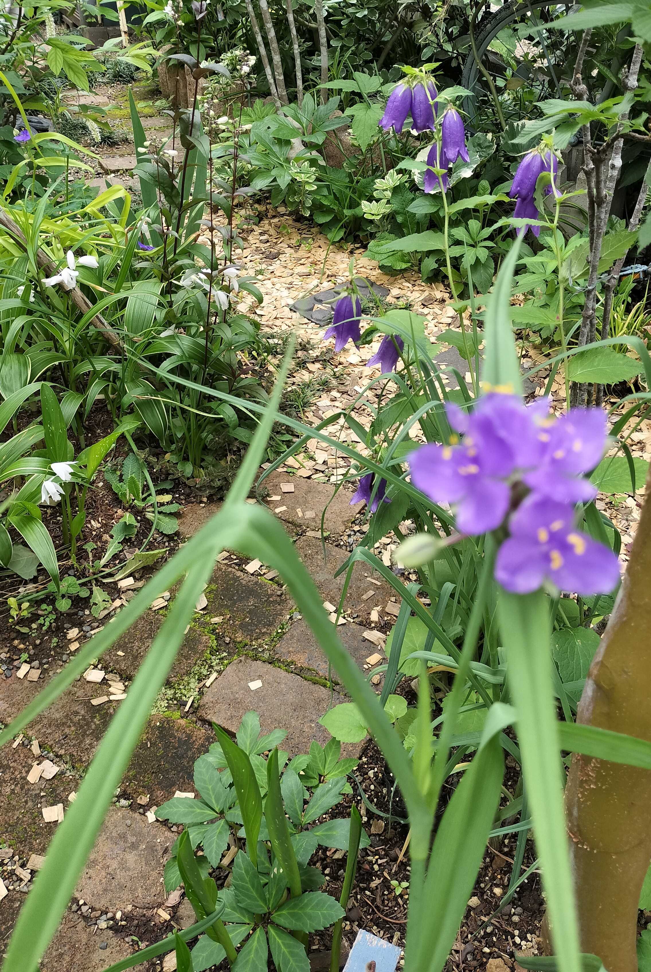 和の風情の花たち | たねをまく日々 - 楽天ブログ