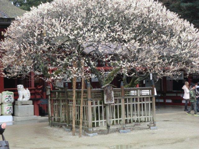 2012_0318_125513-CIMG0408.jpg