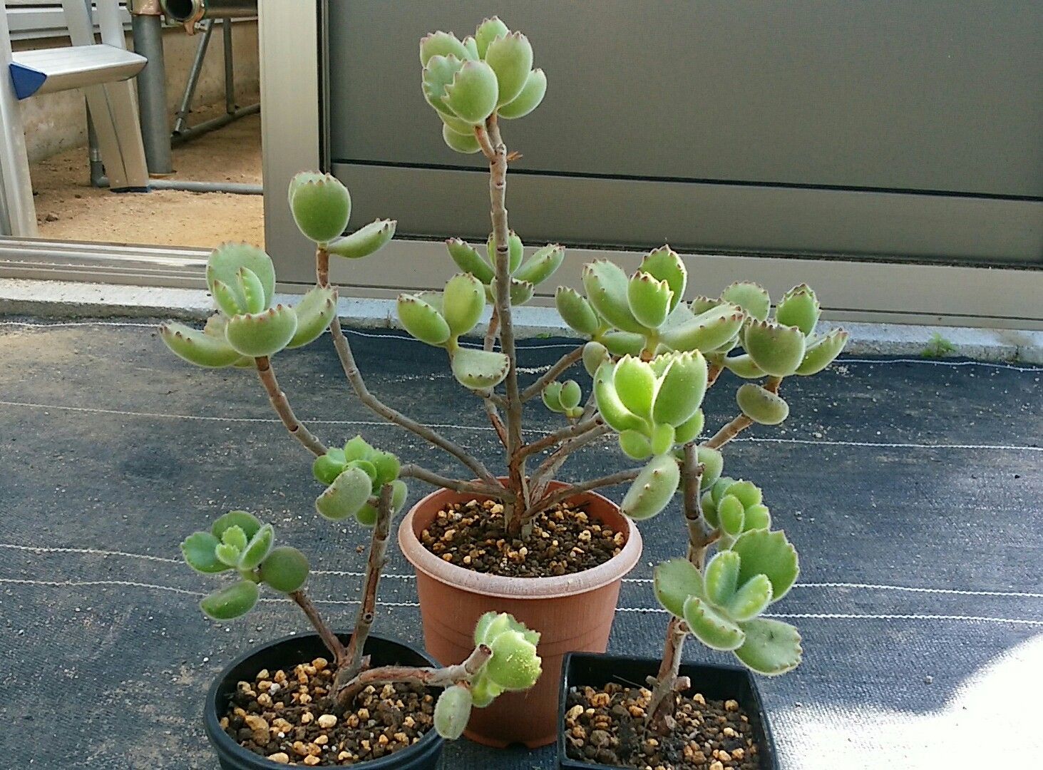 熊童子植え替え さぼてん日和 楽天ブログ