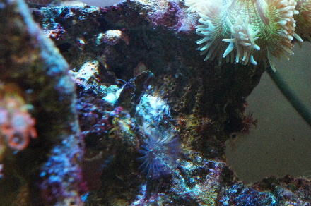 2014_0722ｳﾐｲﾁｺﾞ､ﾋﾄﾞﾛ虫､ﾍﾞﾝﾄﾗ0016.JPG