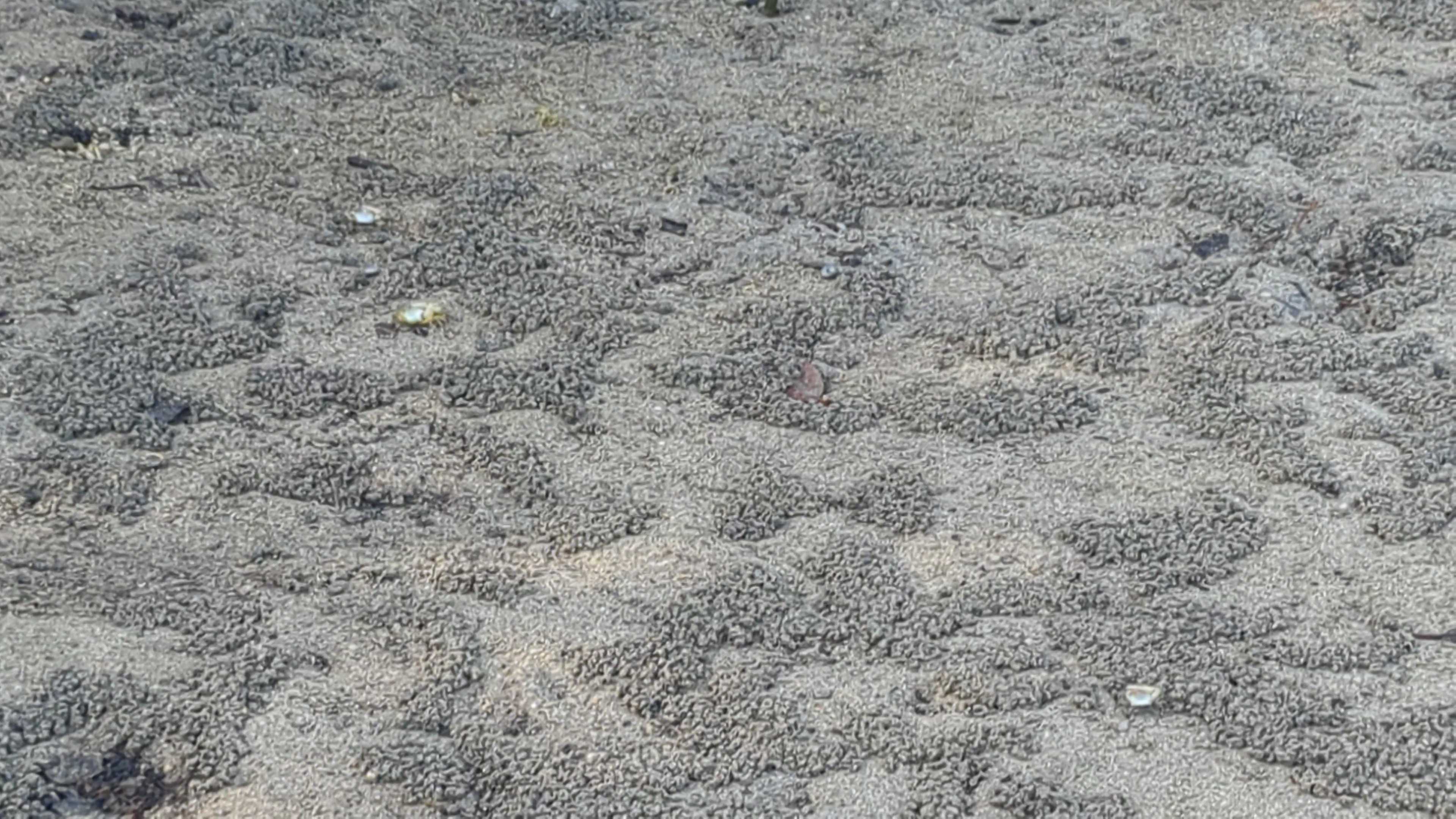 石垣島　吹通川のマングローブ林　カニだらけ