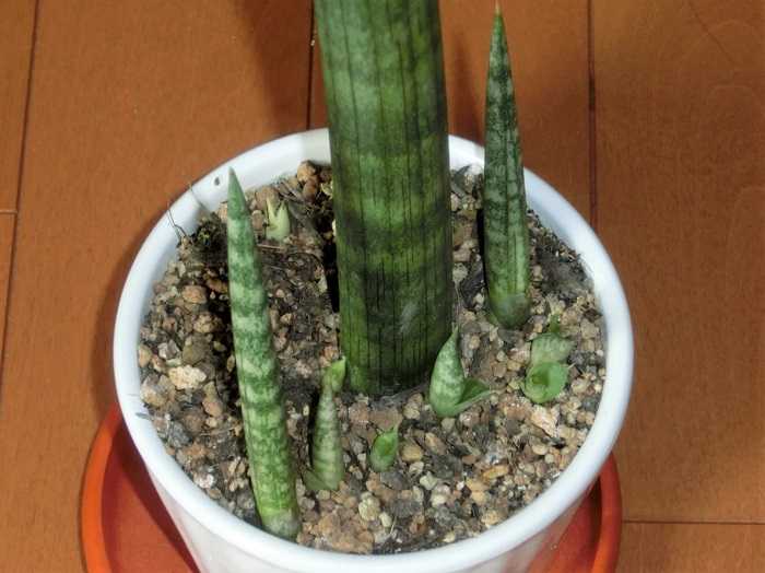 サンセベリア・スタッキー 次々と出てくる子株 | 椿に夢中 - 楽天ブログ