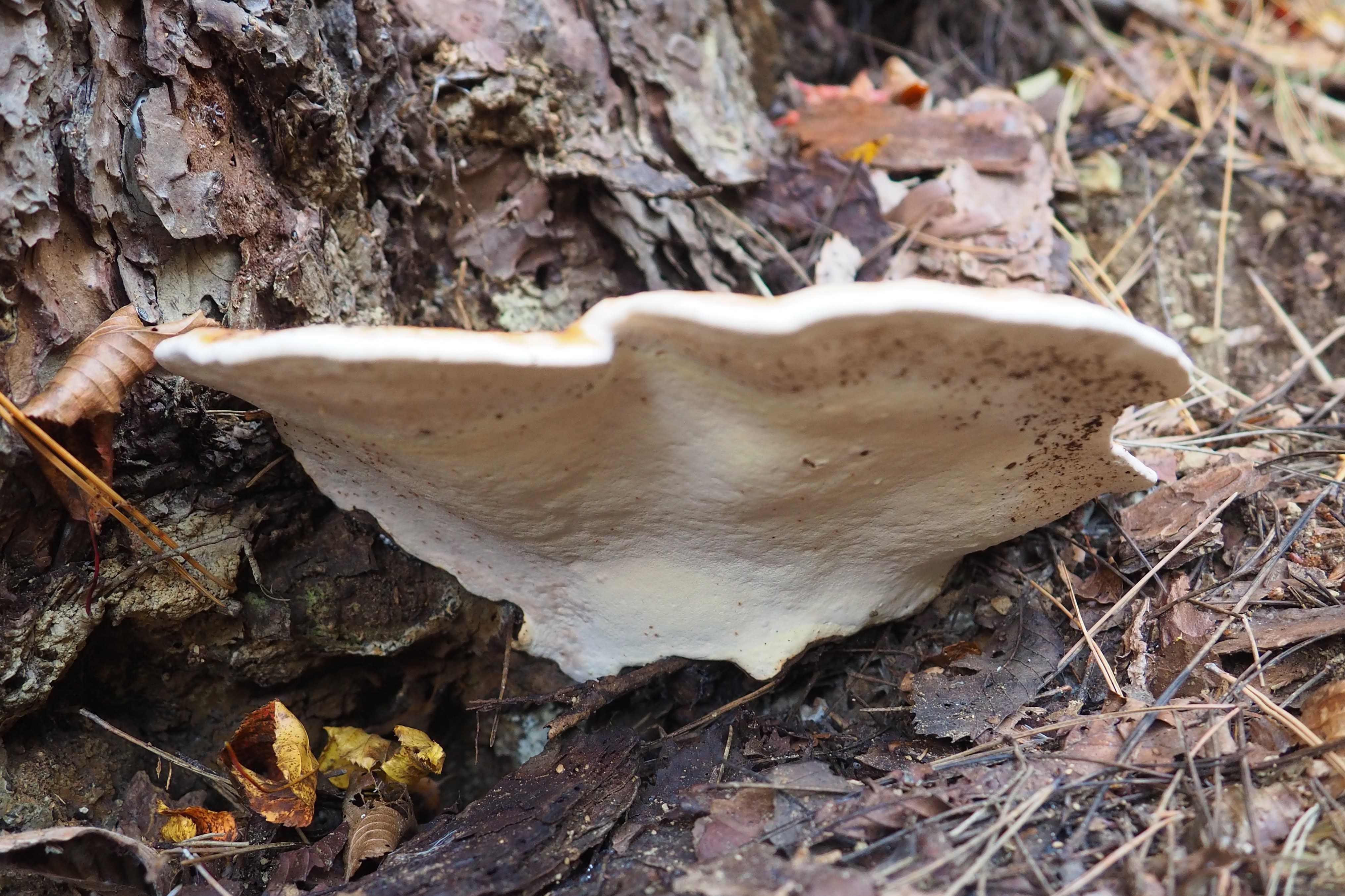 ツガサルノコシカケ 立枯れた松 | 里山の野草と花木 宮城県北