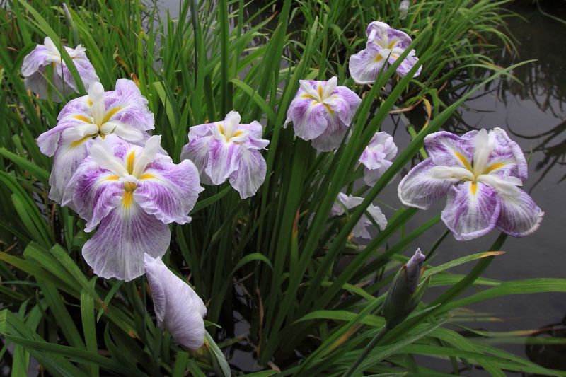 菖蒲園_008.jpg