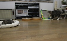 IMG_1707-2.jpg