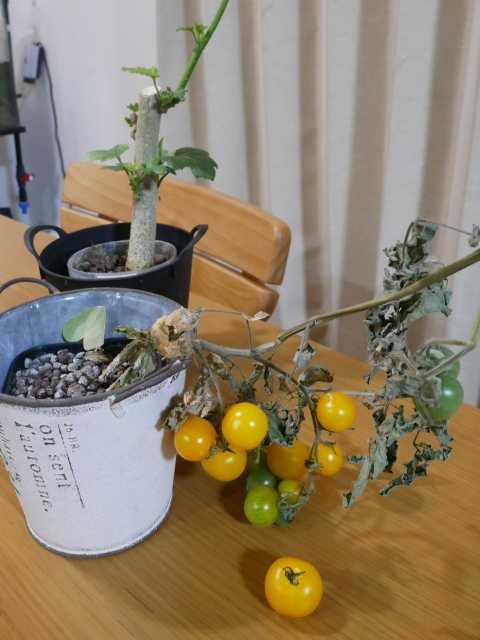 真冬にミニトマト レジナ 収穫したけど べらんでぃずむ ベランダ菜園とか 楽天ブログ